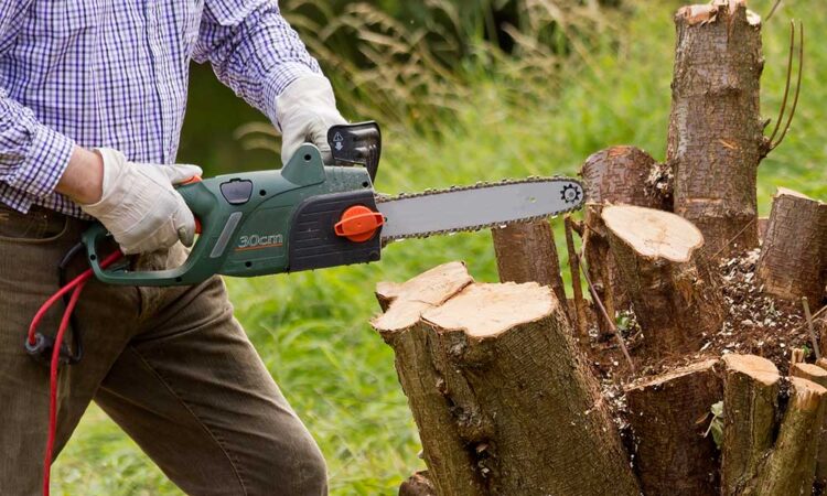 Comment détruire une souche d arbre rapidement Youpi La Maison